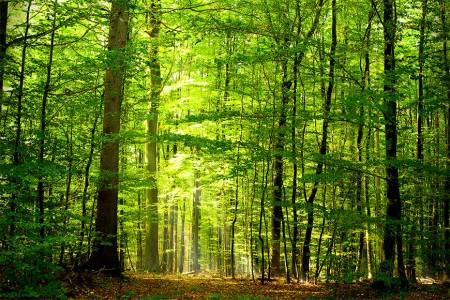 Forêt